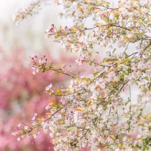 Light and Airy Presets Pack – Gói 08 Tone Màu Thanh Thoát Hoàn Hảo Dành Cho NAG Ảnh Cưới và Chân Dung Theo Phong Cách Light & Airy (xmp/acr) V33W95 10 nencyha.com light and airy presets 1