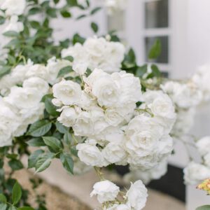 Light and Airy Presets Pack – Gói 08 Tone Màu Thanh Thoát Hoàn Hảo Dành Cho NAG Ảnh Cưới và Chân Dung Theo Phong Cách Light & Airy (xmp/acr) V33W95 11 nencyha.com light and airy presets 3