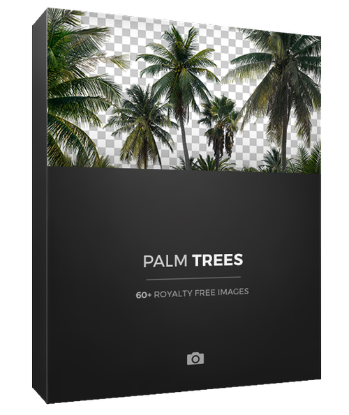 PALM TREES (png) V46T39 1 PALM TREES (png)