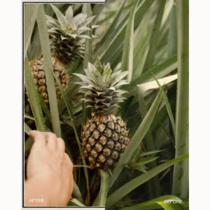 envijon modern classic collection nencyha.com 11