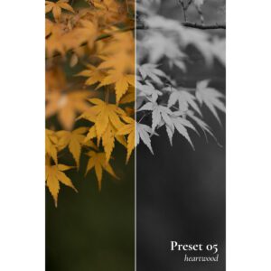 Frontier LR Preset Pack – Gói presets 07 tone màu phim nhẹ nhàng cho hình ảnh của bạn (xmp/acr, dng) N48N81 12 frontier lr preset pack goi presets 07 tone mau phim nhe nhang cho hinh anh cua ban 4