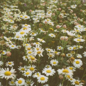 nencyha.com fuji fp 100c film look lightroom 9