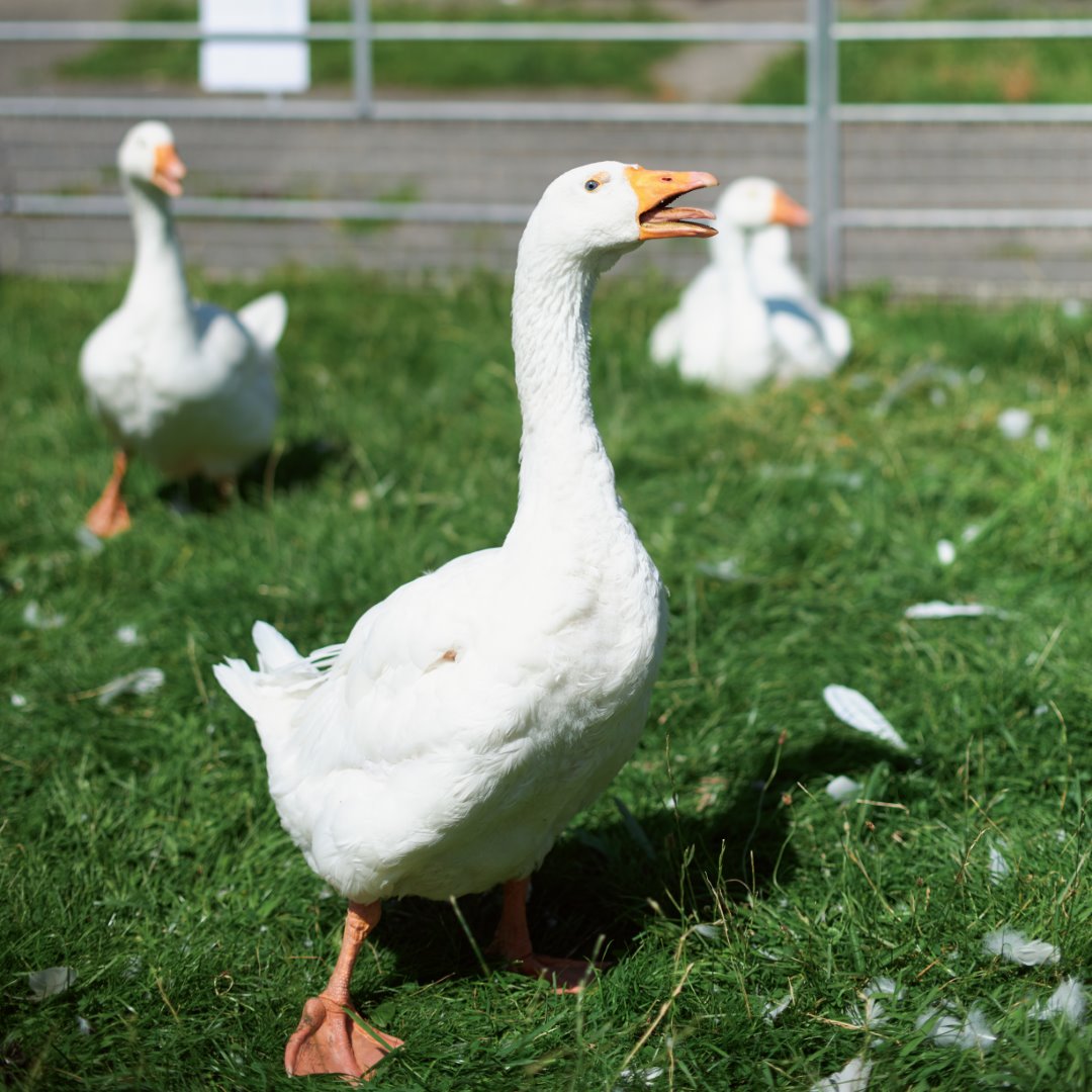 Digistock - Gold 200 Advanced for Capture One – Film Emulation for Capture One – Phong Cách Cổ Điển Toàn Diện Của Gold 200 Advanced (costyle) C38P46 2 nencyha.com gold 200 advanced for capture one 4