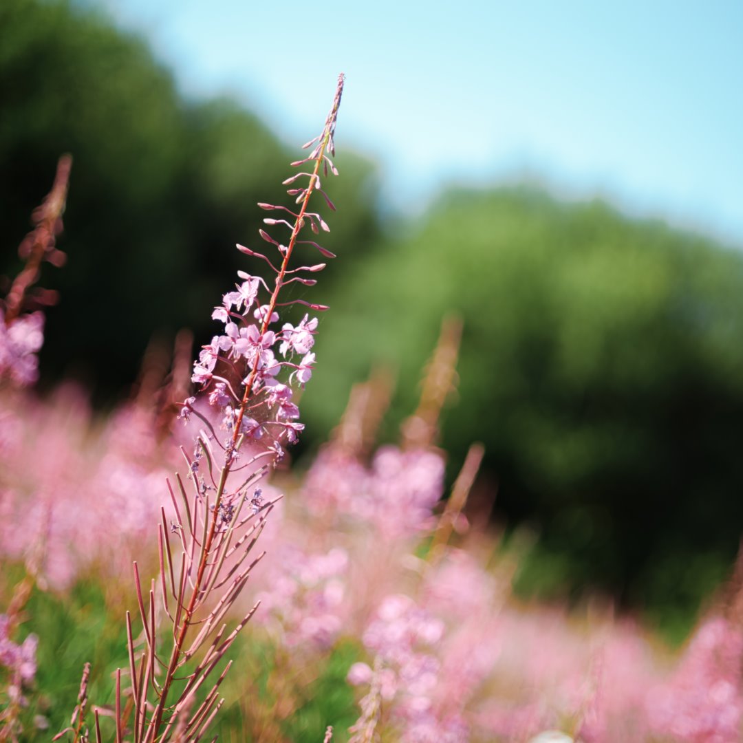 Digistock - Gold 200 Advanced for Capture One – Film Emulation for Capture One – Phong Cách Cổ Điển Toàn Diện Của Gold 200 Advanced (costyle) C38P46 9 nencyha.com gold 200 advanced for capture one 9