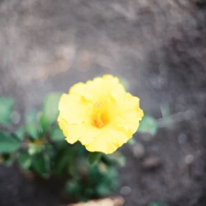 profiles the archetype process the green pack iii goi presets mo phong phim fujifilm hoan hao 7