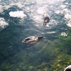 Bộ sưu tập Preset Profiles giả lập Film Fuji / Kodak của Nhiếp ảnh gia Yingzejun 2025 (xmp/acr, costyle) X69Z26 11 5