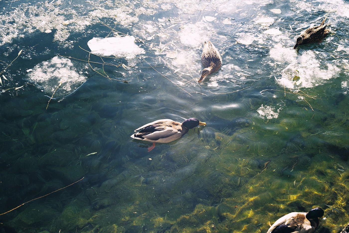 Bộ sưu tập Preset Profiles giả lập Film Fuji / Kodak của Nhiếp ảnh gia Yingzejun 2025 (xmp/acr, costyle) X69Z26 5 5