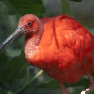 The Base Pack for Adobe Sony a7C II — Một bộ màu được hiệu chỉnh cho máy ảnh Sony a7C II (dcp) D122R81