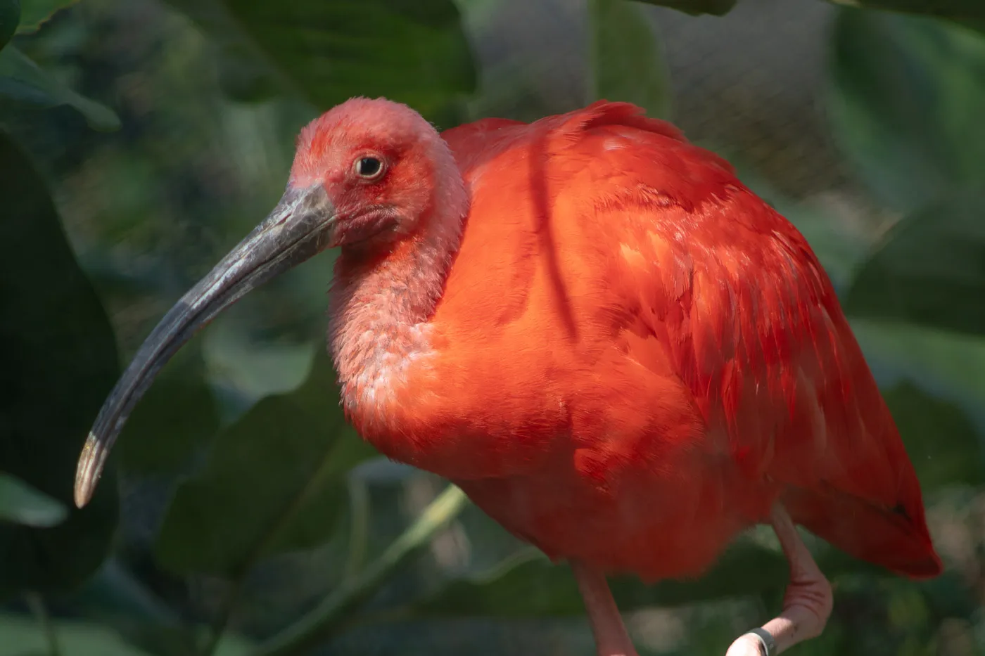 The Base Pack for Adobe Sony a7C II — Một bộ màu được hiệu chỉnh cho máy ảnh Sony a7C II (dcp) D122R81 1 The Base Pack for Adobe Sony a7C II — Một bộ màu được hiệu chỉnh cho máy ảnh Sony a7C II (dcp) D122R81