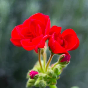 Cobalt Image Panasonic Lumix DMC-LX100 Base Pack for Adobe (dcp) E128X79