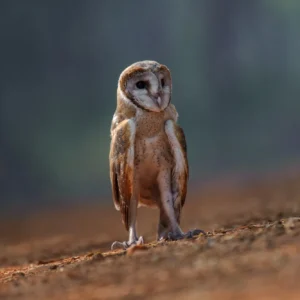 Nikon Vintage Grading 2.0 — Gói preset giả lập Nikon cổ điển hoàn hảo cho Adobe của Cobalt Image (xmp/acr)