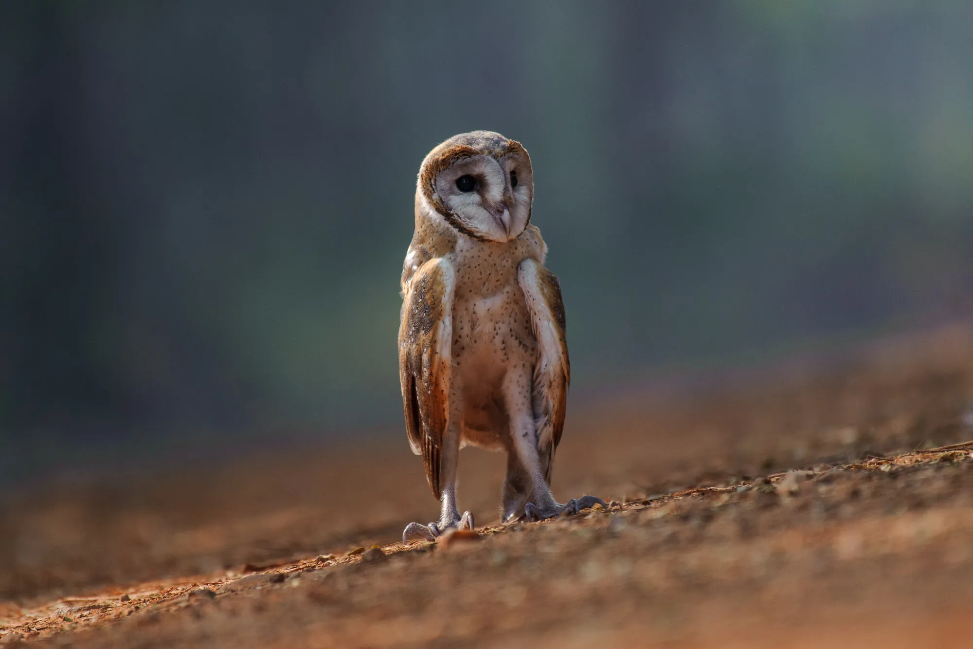 Nikon Vintage Grading 2.0 — Gói preset giả lập Nikon cổ điển hoàn hảo cho Adobe của Cobalt Image (xmp/acr) E126X95 1 Nikon Vintage Grading 2.0 — Gói preset giả lập Nikon cổ điển hoàn hảo cho Adobe của Cobalt Image (xmp/acr)