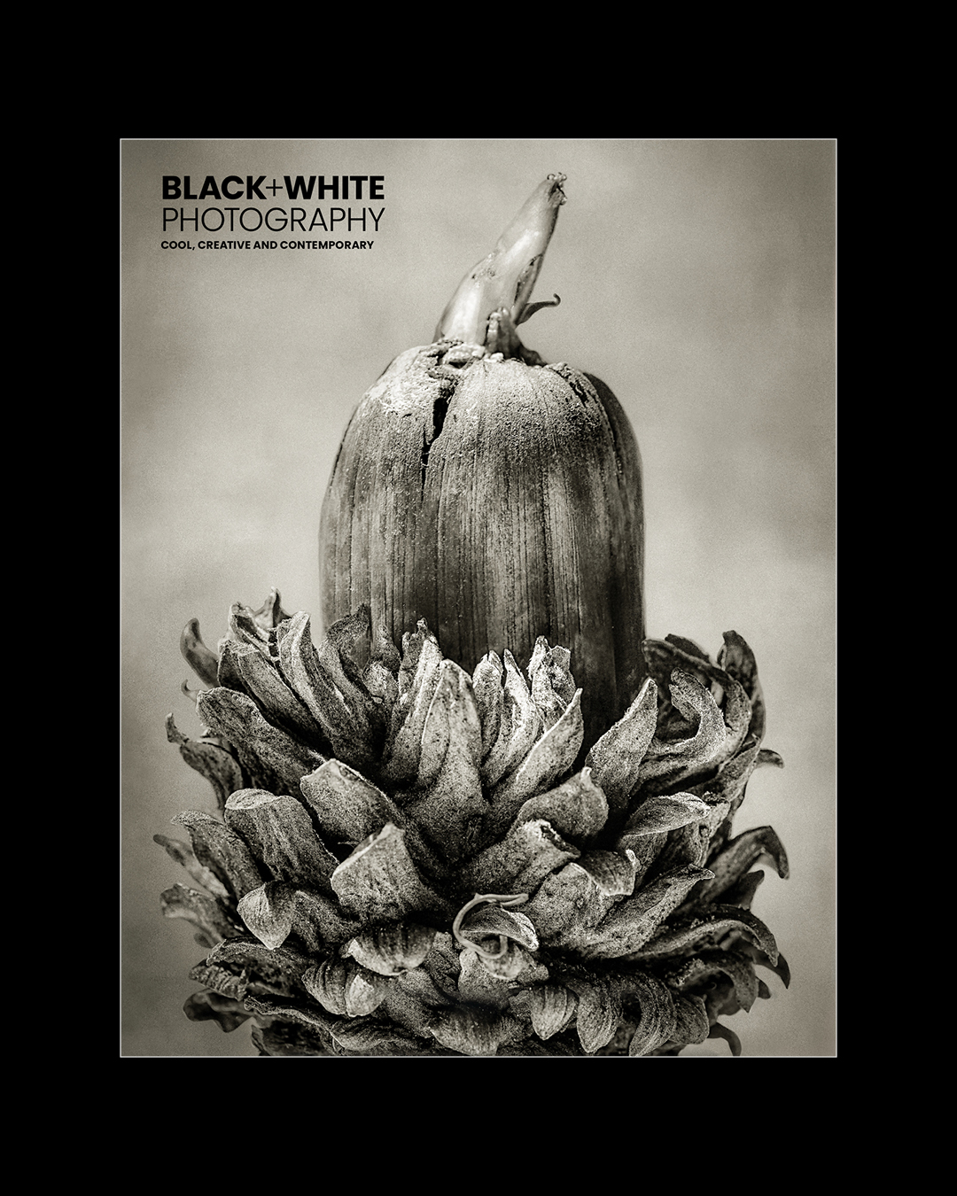 Tạp chí Nhiếp ảnh đen trắng số 311 (pdf) R130X93