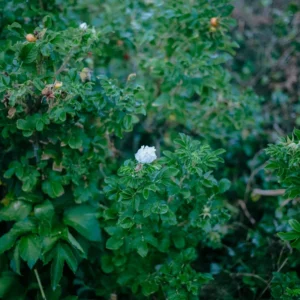 Very Good Presets FUJI 400h — Bộ sưu tập Preset màu film fuji 400h của Very Good Presets (xmp/acr) R131X15