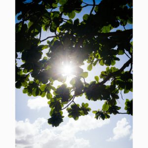 vsco reissue film 02 bo preset vsco film co dien voi kha nang chinh sua anh raw manh me 6