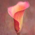 Kathleen Clemons - Texture Collections — Bộ sưu tập họa tiết của Kathleen (jpg) D135X98