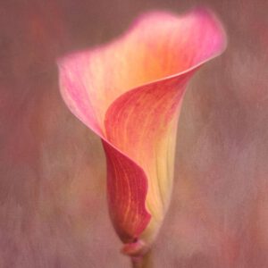 Kathleen Clemons - Texture Collections — Bộ sưu tập họa tiết của Kathleen (jpg) D135X98