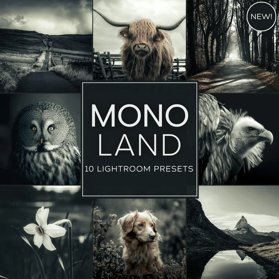 Woodland - Mono Land LIMITED Lightroom Presets Pack — Bộ sưu tập preset dành cho nhiếp ảnh thiên nhiên (xmp/acr) E136D33 1 Woodland - Mono Land LIMITED Lightroom Presets Pack — Bộ sưu tập preset dành cho nhiếp ảnh thiên nhiên (xmp/acr) E136D33